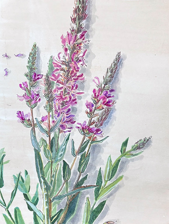 Purple loosestrife (Lythrum salicaria) fackelblomster