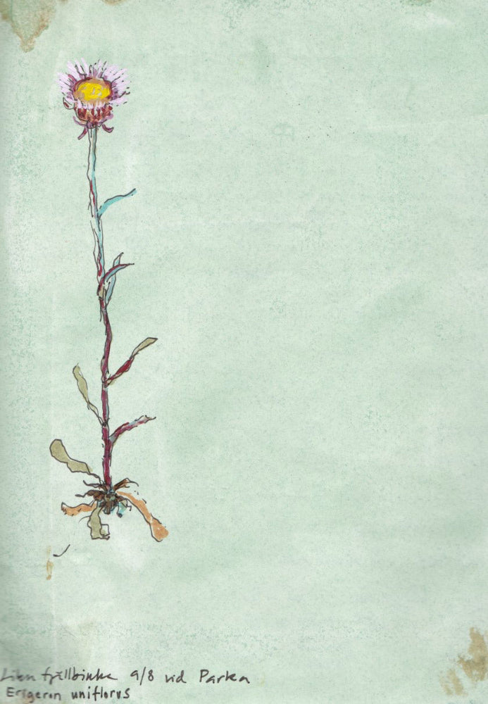 Fleabane, one-flowered (Erigeron uniflorus) fjällbinka