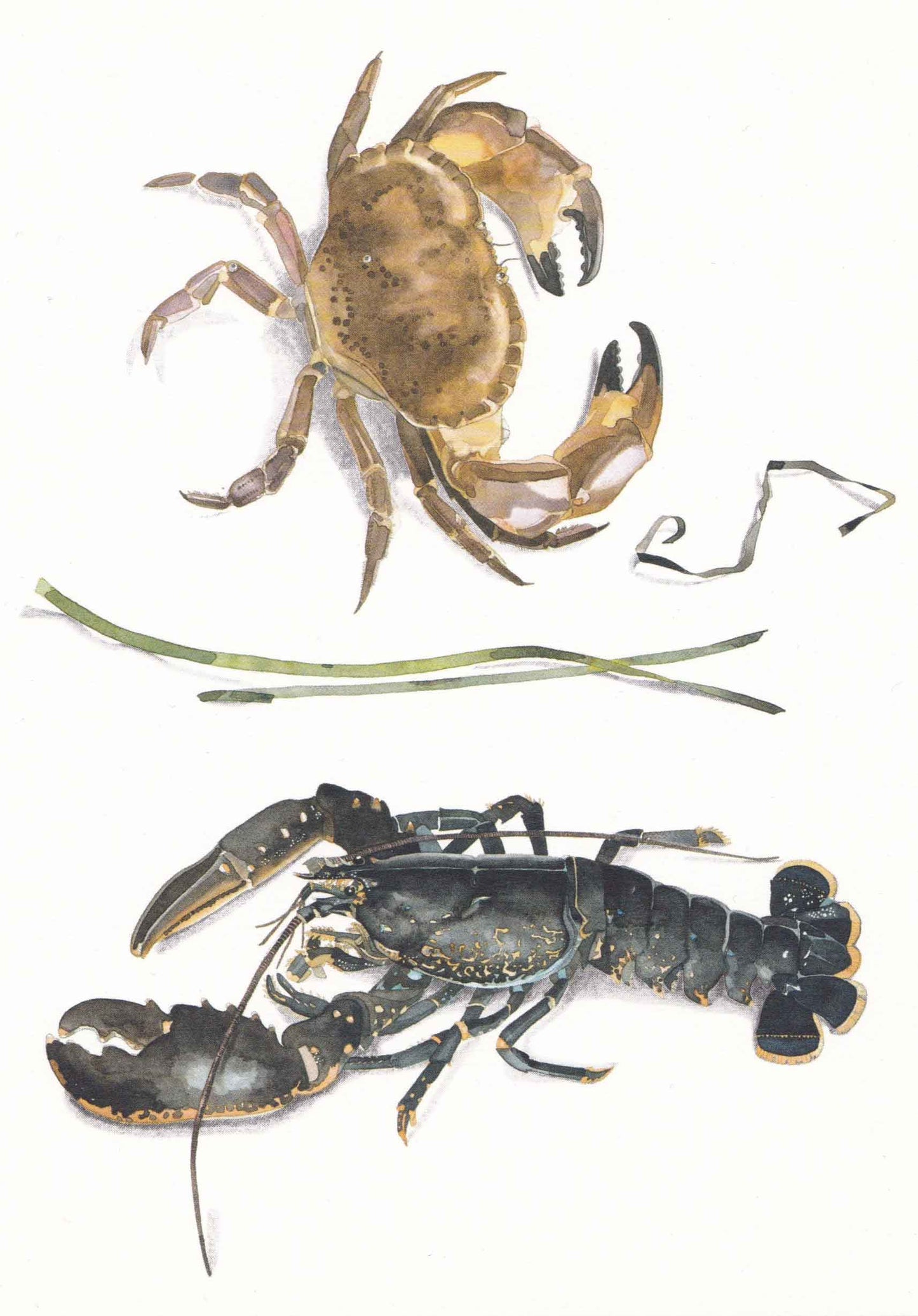 Crab and lobster (Cancer pagurus, Homarus gammarus) krabba och hummer