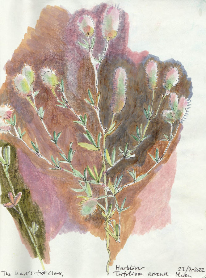 Hare´s foot clover (Trifolium arvense) harklöver