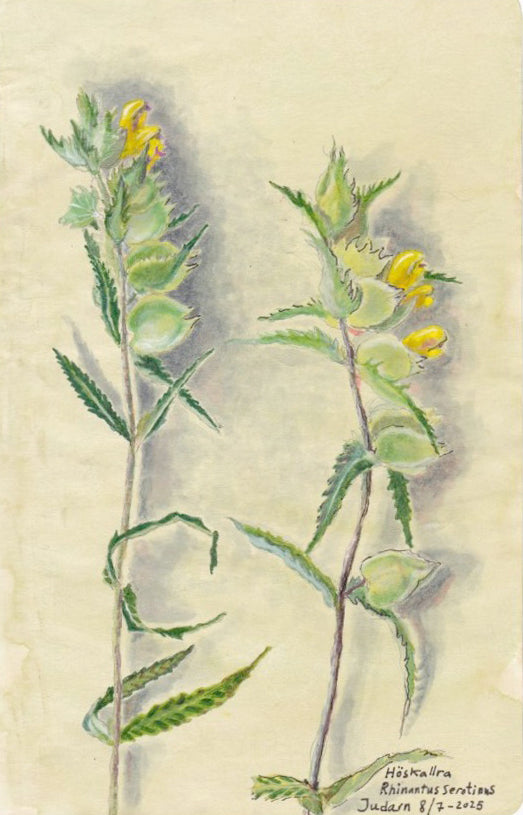 Greater yellow rattle (Rhinantus serotinus) höskallra