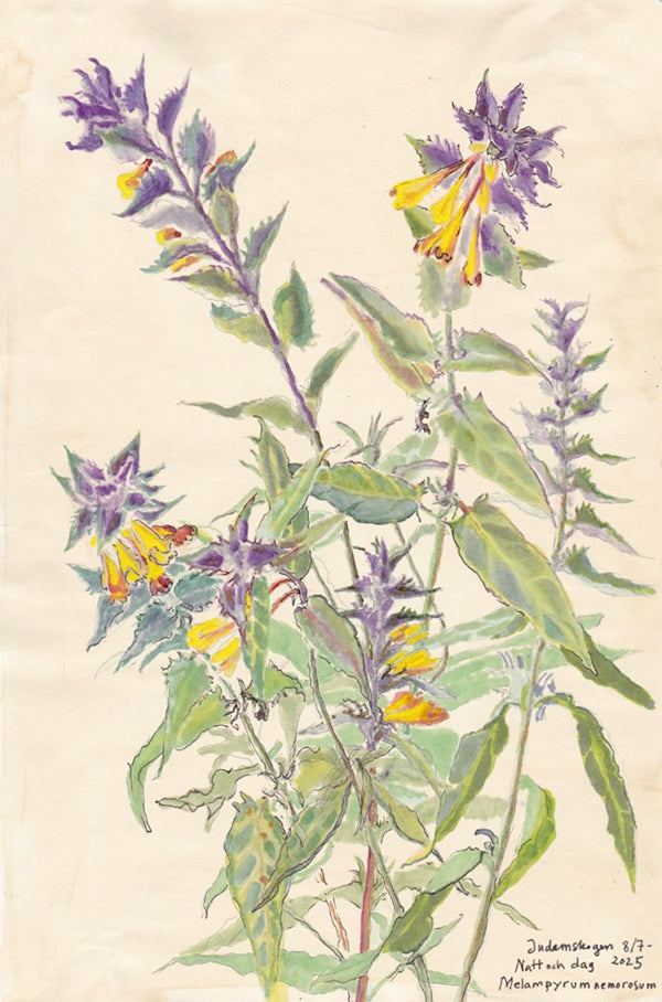 Wood cow-wheat (Melanpyrum nemorosum) natt och dag