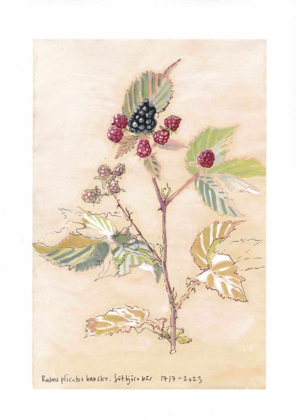 Blackberry (Rubus subg. Rubus) björnbär