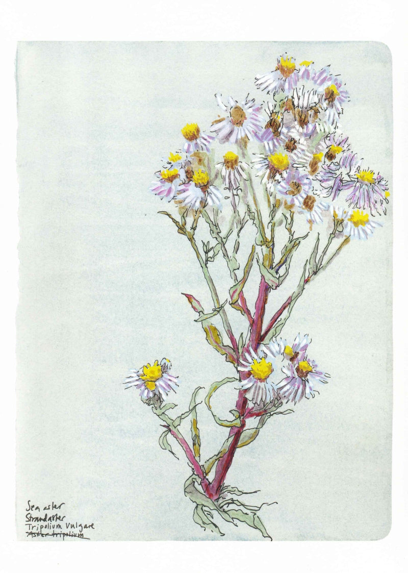 Sea aster (Tripolium pannonicum) strandaster