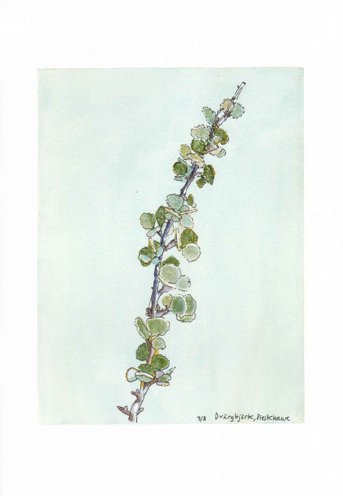 Dwarf birch (Betula nana) dvärgbjörk