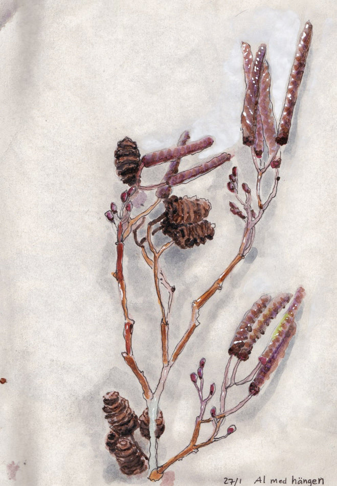 Black alder (Alnus glutinosa) klibbal