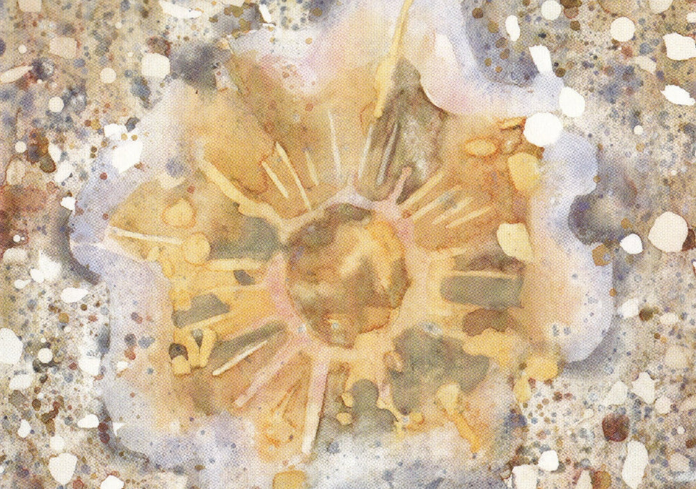 Lion´s mane jellyfish (Cyanea capillata) brännmanet