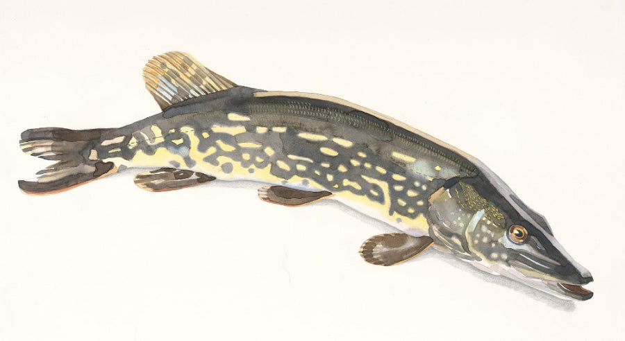 Northern pike (Esox lucius) gädda