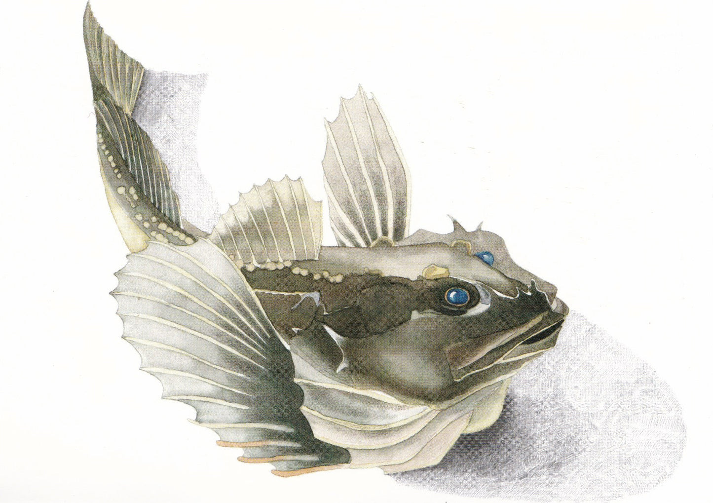 Sculpin (Myxocepahlus quadricornis) hornsimpa