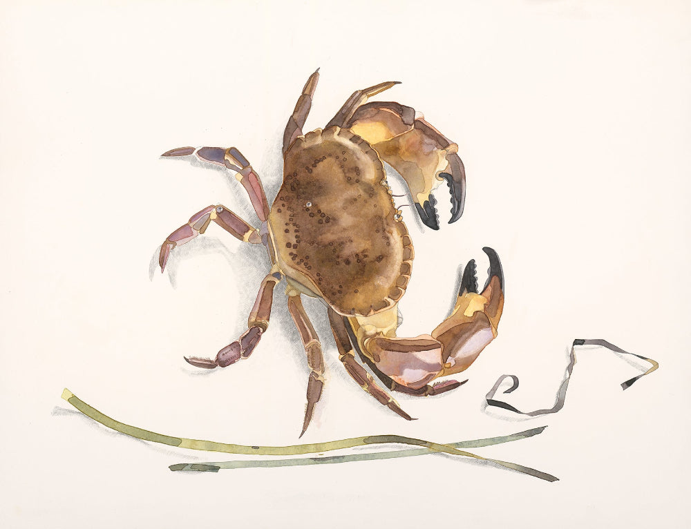 Brown crab (Cancer pagurus) krabbtaska