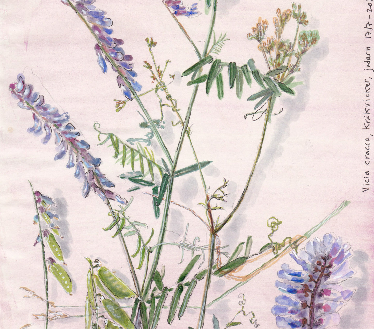 kråkvicker bildspel