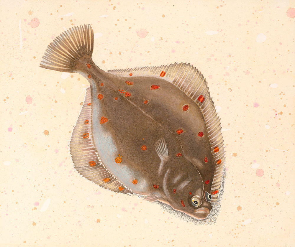 Plaice (Pleuronectes platessa) rödspätta