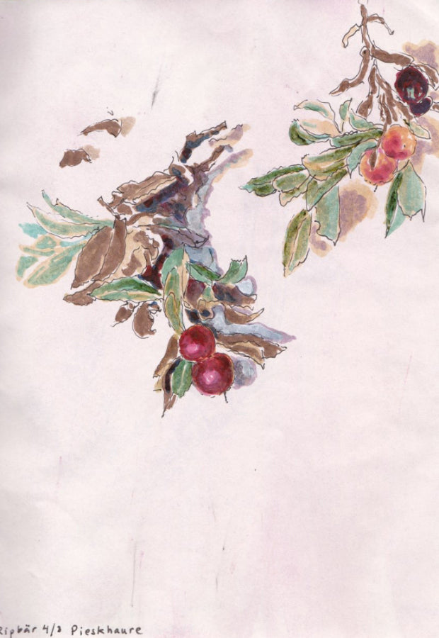 Mountain cranberry (Arctostaphylos alpinus) ripbär