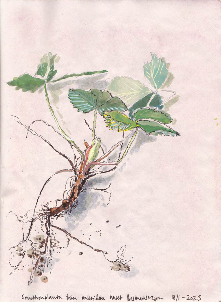 Wild strawberry (Fragaria vesca) smultron