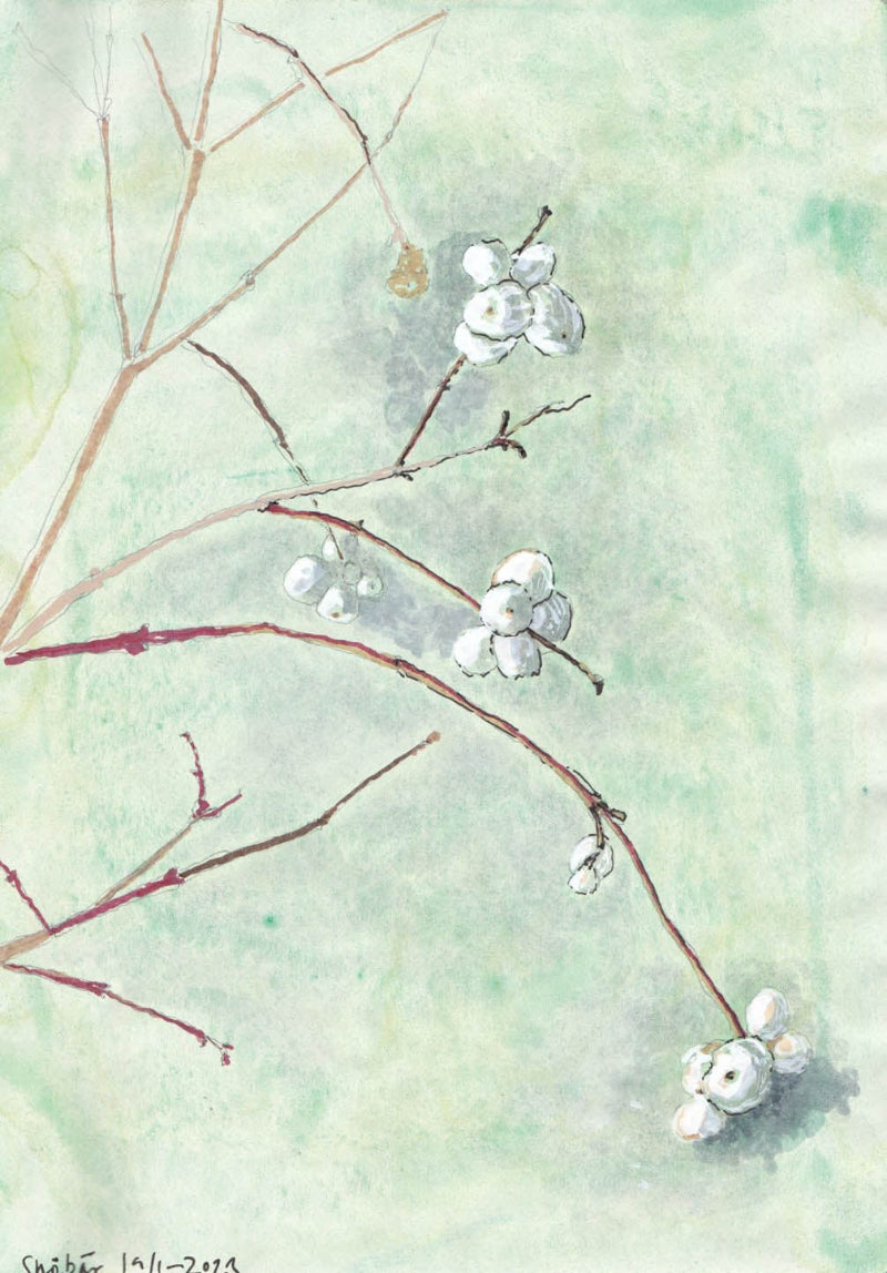 Snowberry (Symphoricarpus albus) snöbär