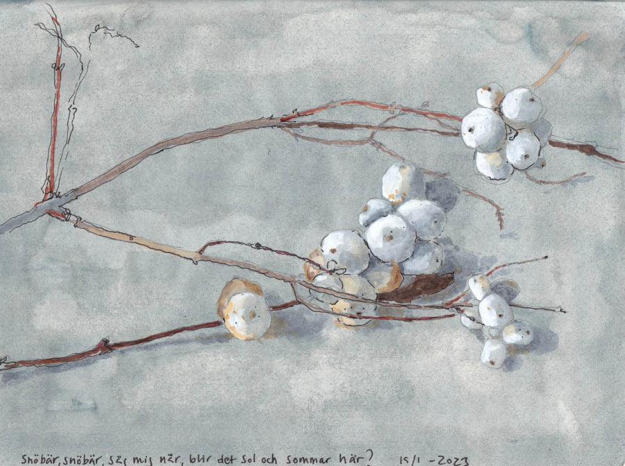 Snowberry /Symphoricarpus albus) snöbär