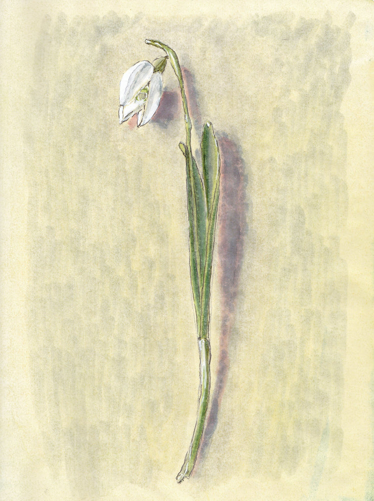 Snowdrop (Galanthus nivalis) snödroppe