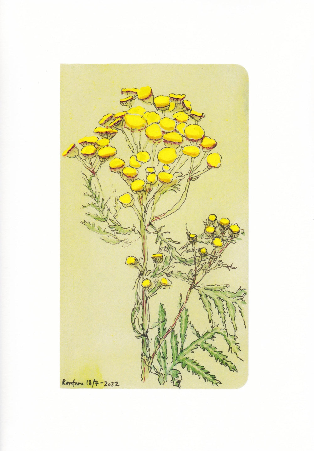 Common tancy (Tanacetum vulgare) renfana