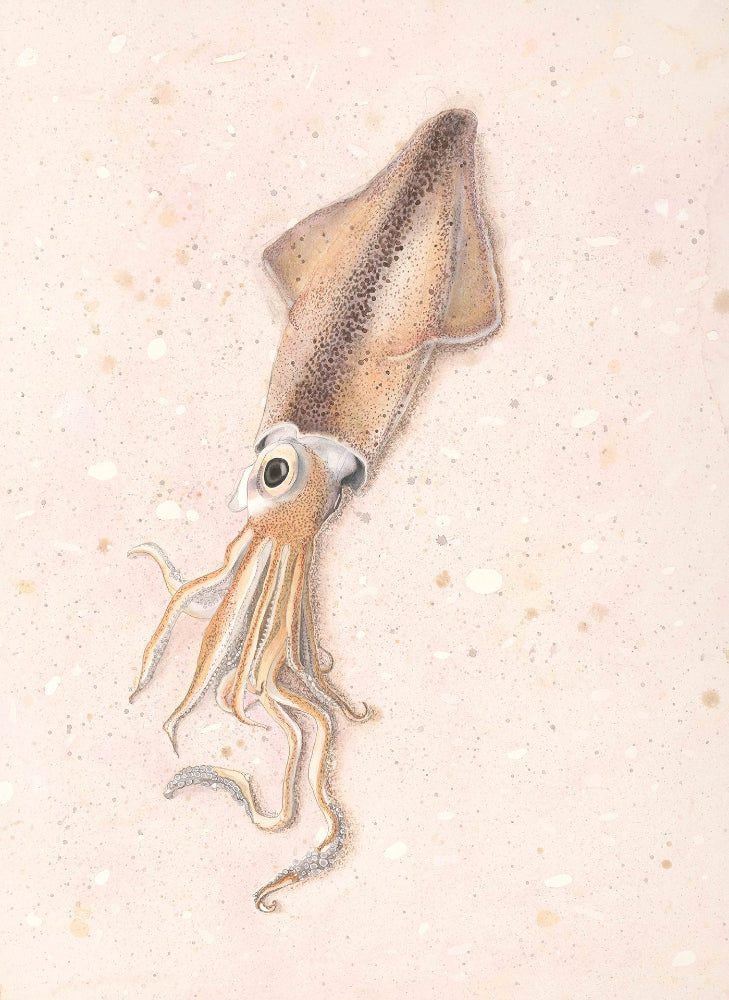 Longfin squid (Loligo forbesii) åttaarmad bläckfisk