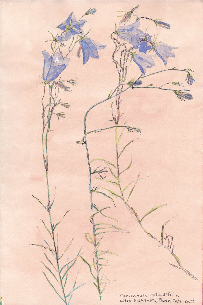 Bluebell (Campanula rotundifolia) blåklocka