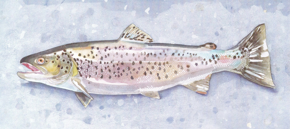 Brown trout (Salmo trutta fario) havsöring