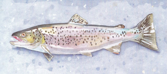 Brown trout (Salmo trutta fario) havsöring