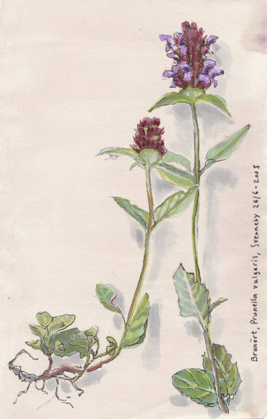 All-heal (Prunella vulgaris)brunört