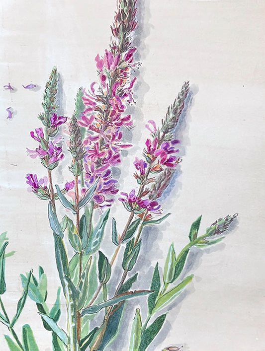 Purple loosestrife (Lythrum salicaria) fackelblomster