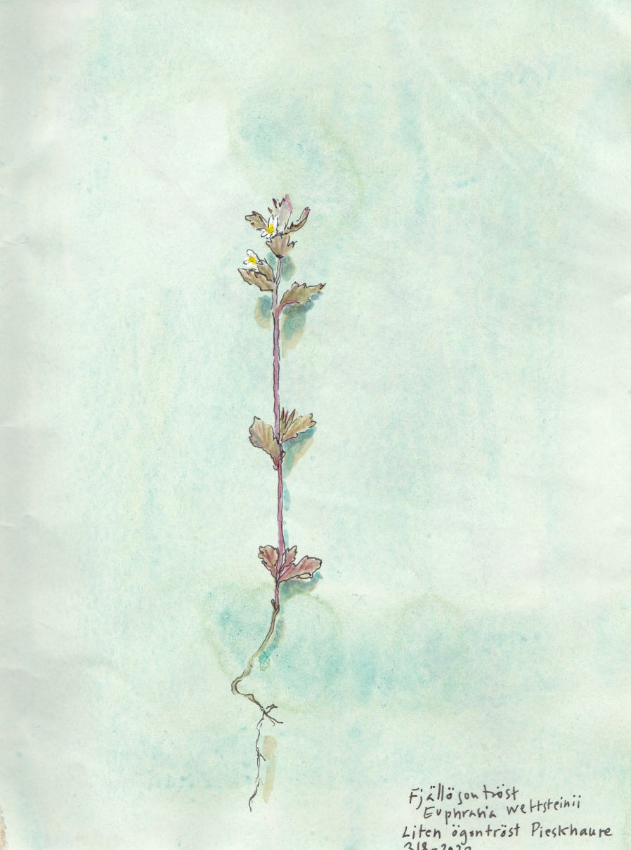 Euphrasia (Euphrasia wettsteinii) fjällögontröst