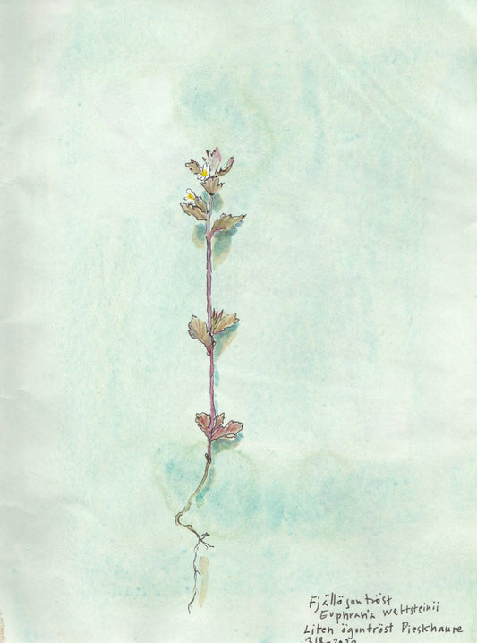 Euphrasia (Euphrasia wettsteinii) fjällögontröst