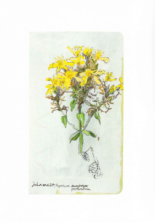 St John`s wort (Hypericum perforatum) johannesört