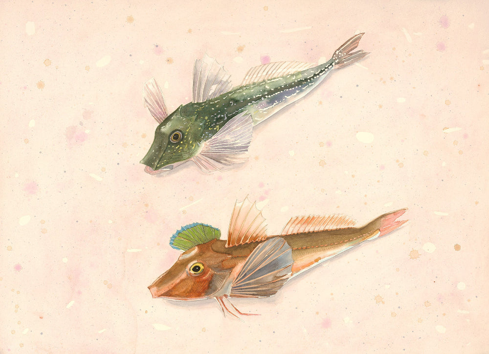 Grey gurnard (Eutrigla gurnardus) knorrhane