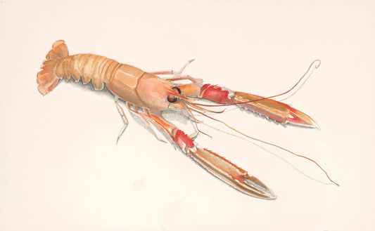 Langoustine ( Nephrops norvegicus) havskräfta