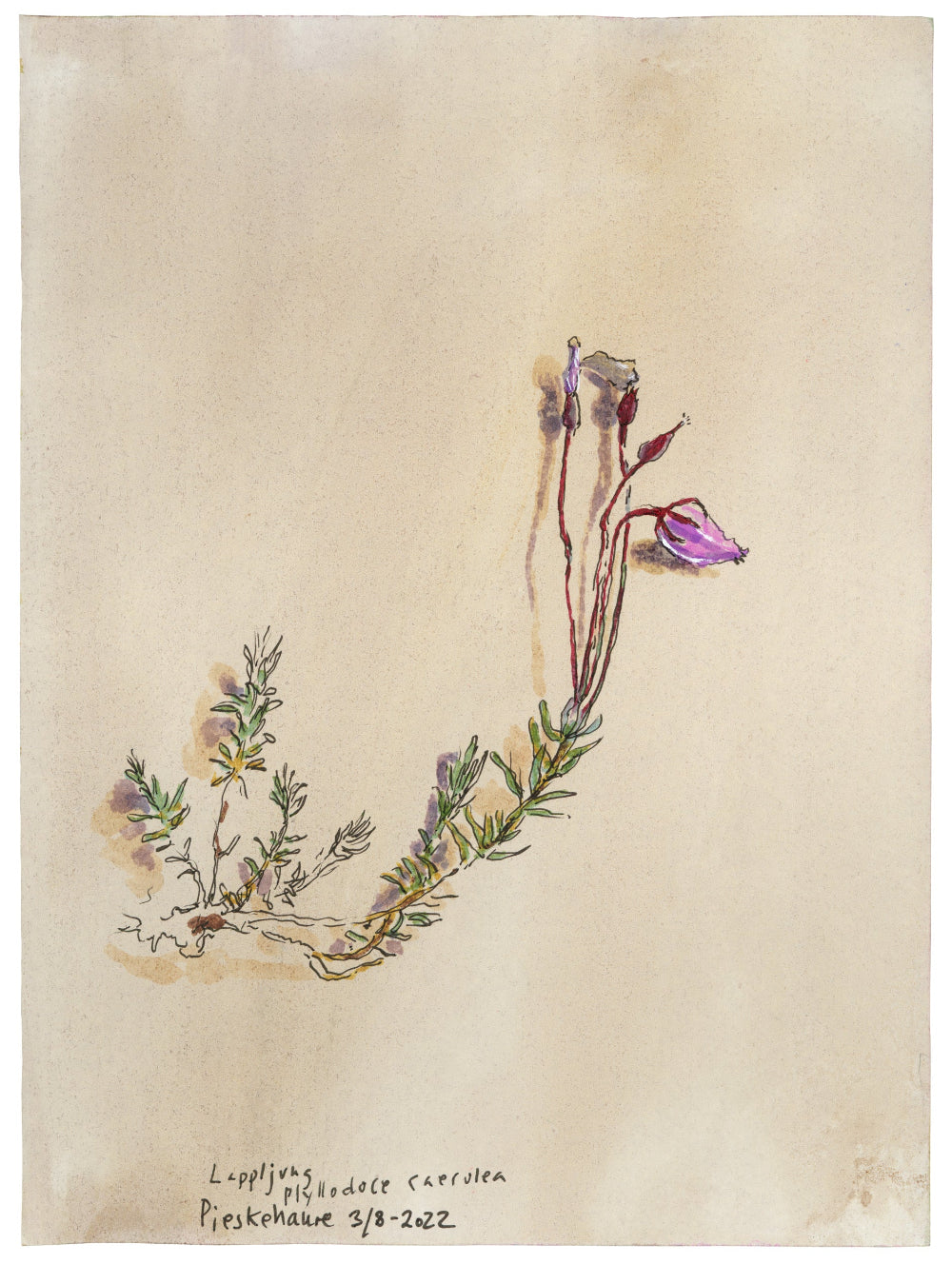 Purple mountain heath (Phyllodoce caerulea) lappljung