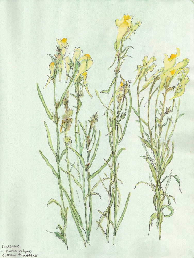 Common toadflax (Linaria vulgaris) gulsporre