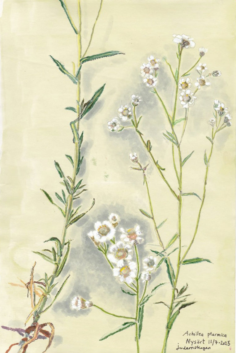 Sneezewort (Achillea ptarmica) nysört