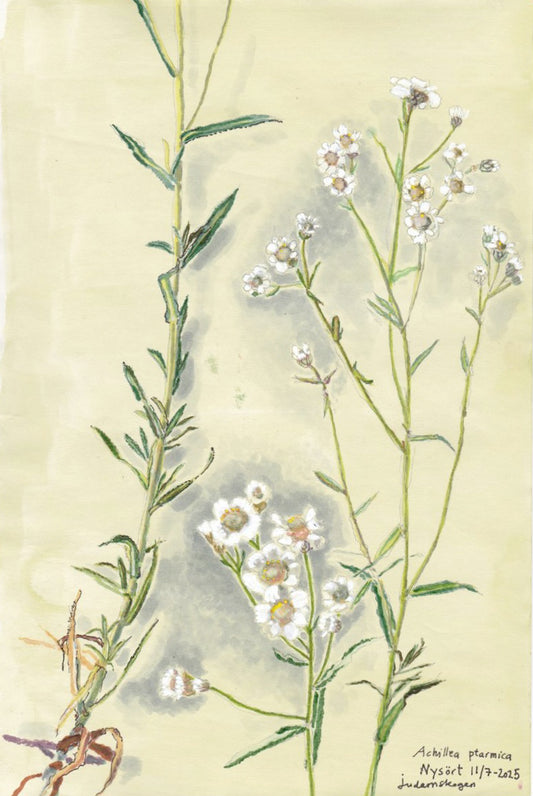 Sneezewort (Achillea ptarmica) nysört