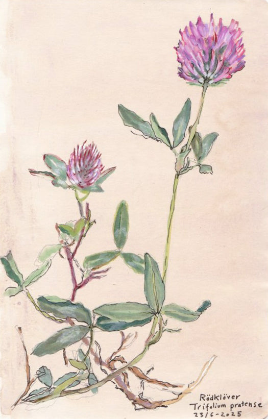 Red clover (Trifolium pratense)rödklöver