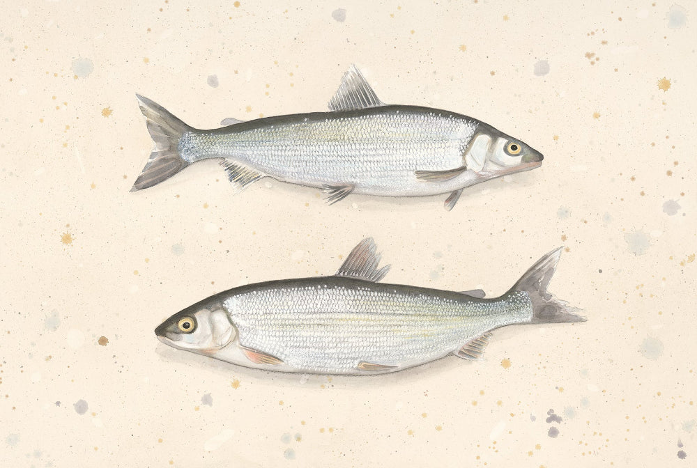 Common white fish (Coregonus lavaretus) sik