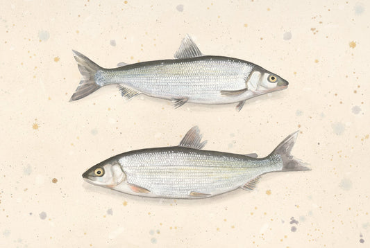 Common white fish (Coregonus lavaretus) sik