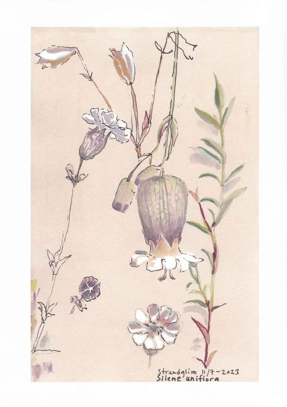 Sea campion (Silene Uniflora) Strandglim