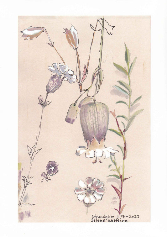 Sea campion (Silene Uniflora) Strandglim