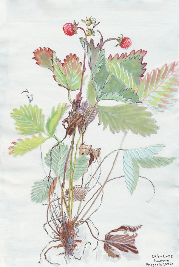 Wild strawberry (Fragaria vesca) smultron