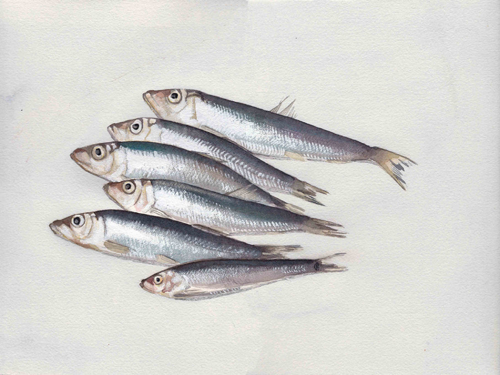 Baltic herring (Clupea harengus) strömming