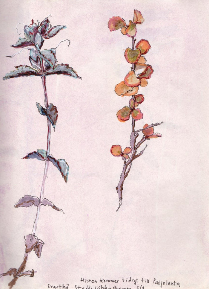 Svarthö och fjällbjörk