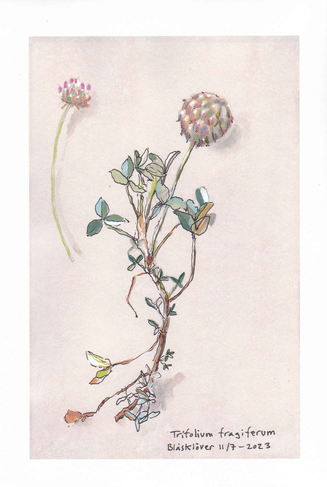 Strawberry clover (Caerleum trifolium) blåsklöver