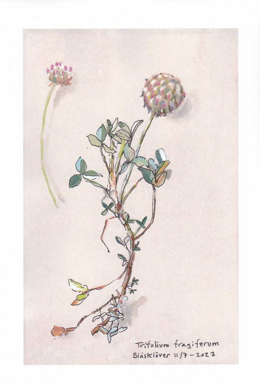 Strawberry clover (Caerleum trifolium) blåsklöver