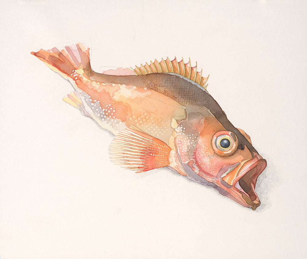 Rose fish (Sebastes norvegicus) uer