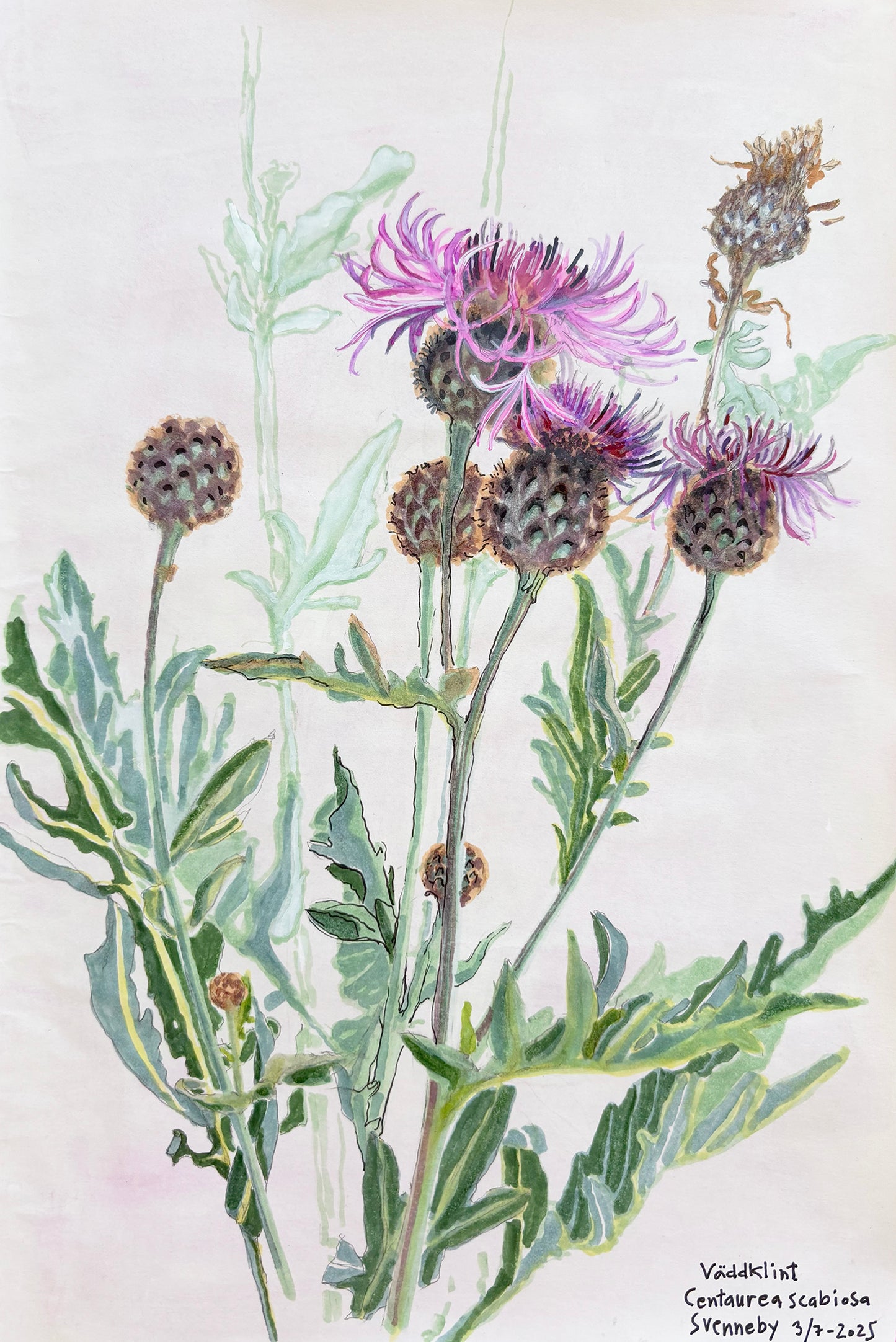 Greater knapweed (Centaurea scabiosa) väddklint