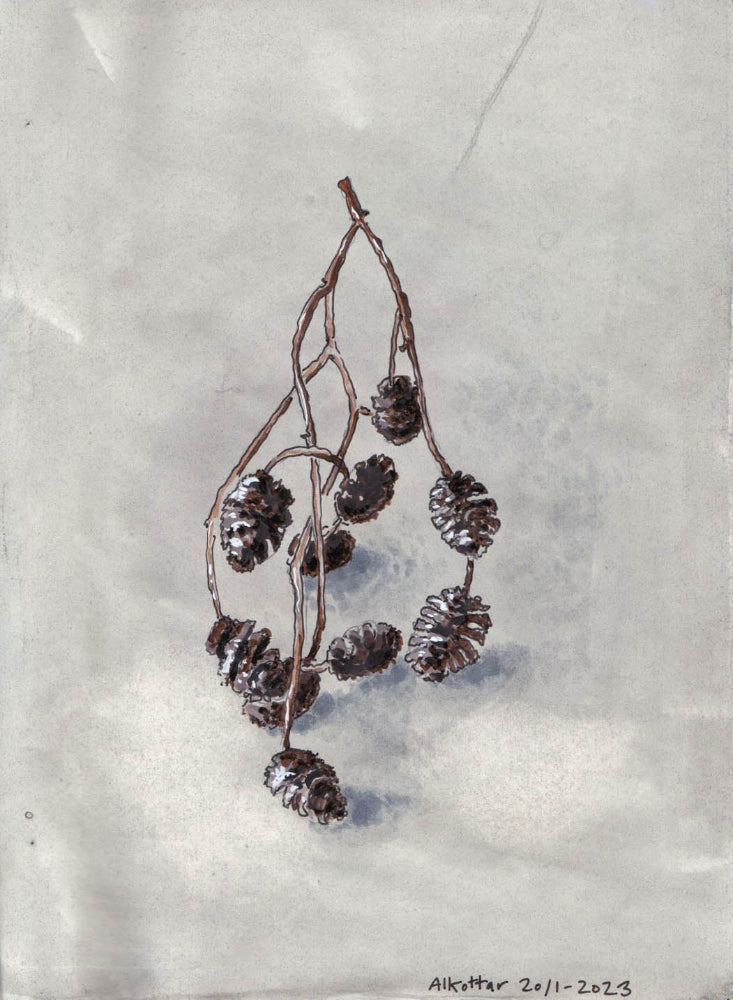 Black alder, cones (Alnus glutinosa) alkottar